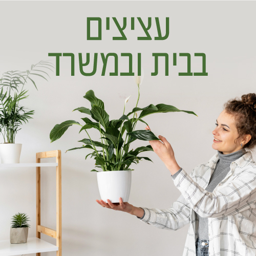 משלוח עציצים לבית ולמשרד  