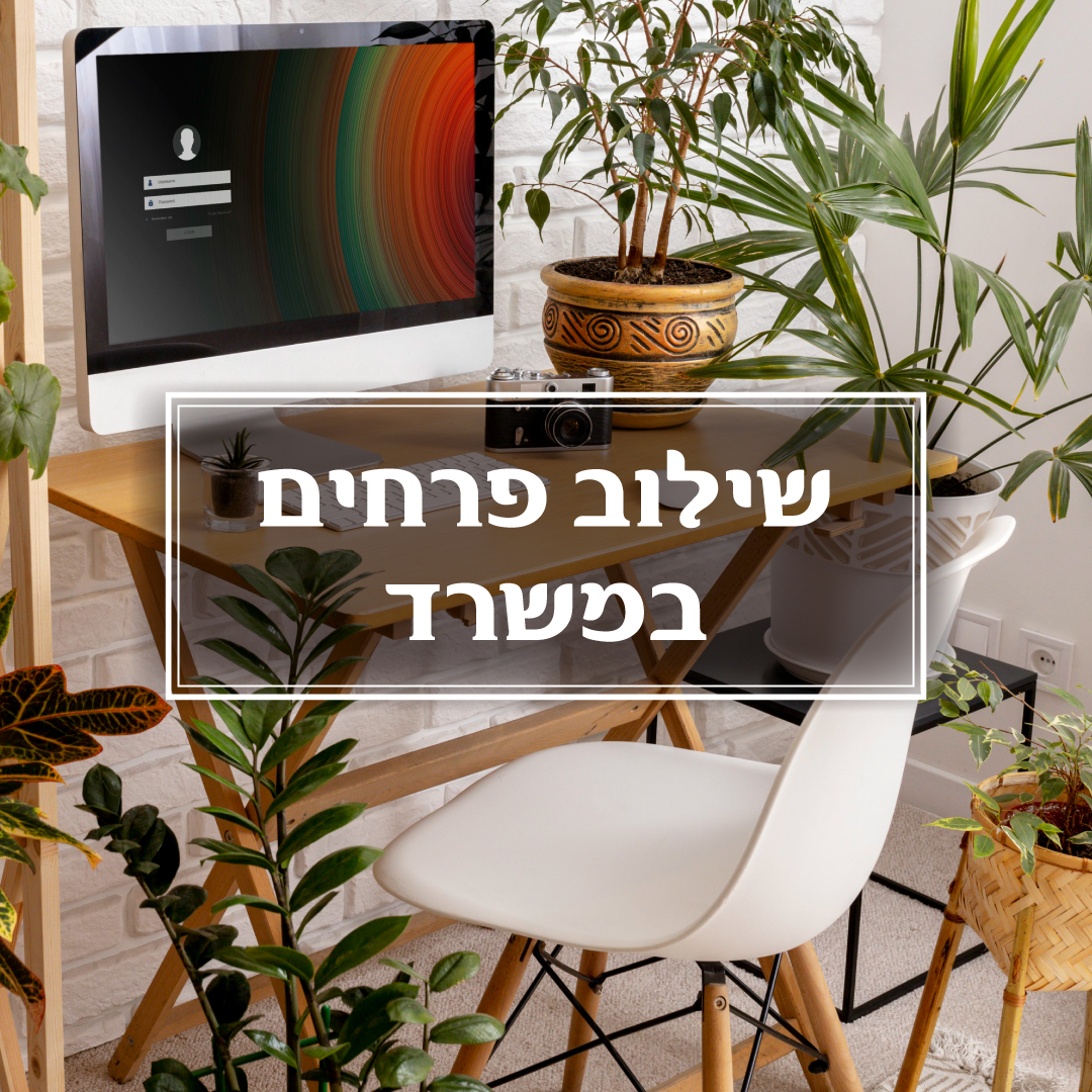 עציצים במשרד – למה זה חשוב ? 